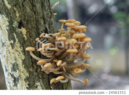 Naratake Naratake 24561551