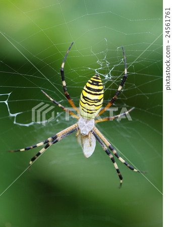 Naga Koganegumo predator 24561761