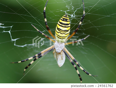 Naga Koganegumo predator 24561762