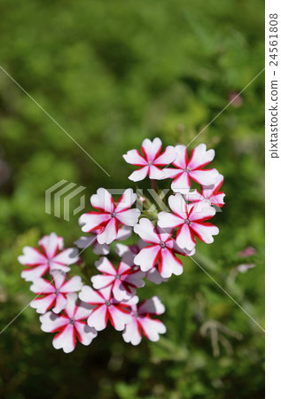 Verbena Cane Bed