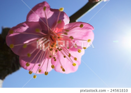 Red violet single wheel Red violet single wheel 24561810