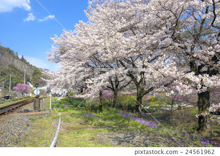 Cherry blossom railroad 24561962