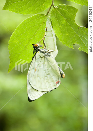 Omurasaki emergence 24562454