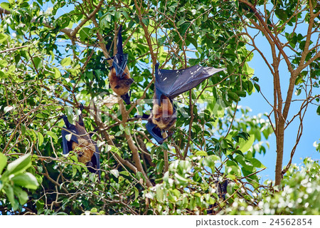 fruit bats Palawan Philippines 24562854
