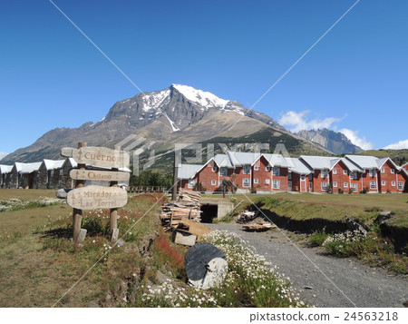 松樹在盛開的夏天 松樹在盛開的夏天 24563218