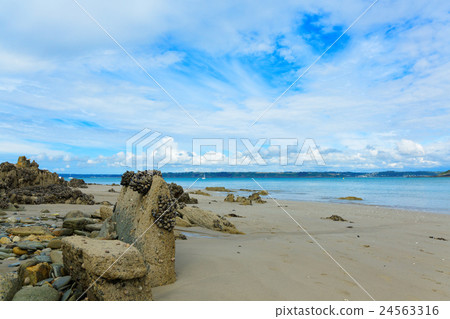 Amur seashell on the beach rock of Rocky Rock in the summer resort of Brittany 24563316