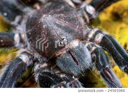 Selenocosmia javanensis tarantula 24565060