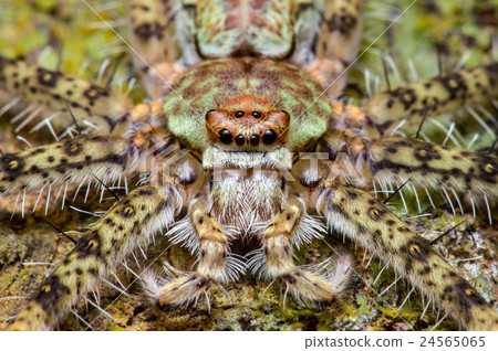 Lichen Huntsman Spider (Pandercetes gracilis) 24565065