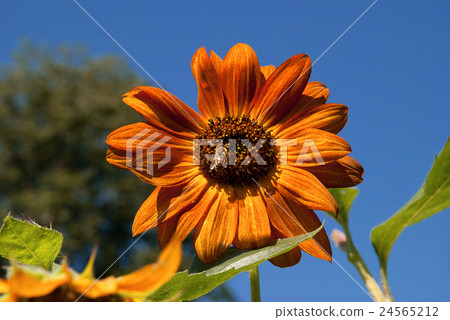 Bright Sunflower in a Sunny Summer Day. Bright Sunflower in a Sunny Summer Day. 24565212