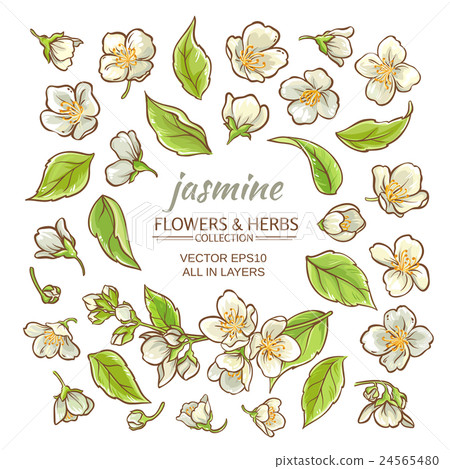 jasmine flowers set 24565480