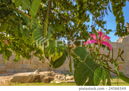 Orchid Tree growing in Hampi, India. 24566349