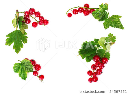 Red Currants Isolated on White 24567351
