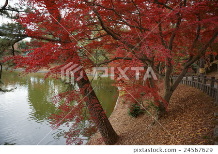 秋葉風景 24567629