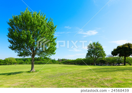 The young leaves and the fresh green of big Toukaede tree in Misato Park's meadow 24568439