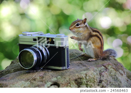 Chipmunk Chipmunk 24568463