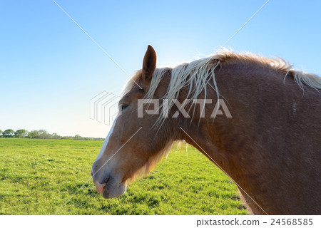 Close up and Head shot of Horse Close up and Head shot of Horse 24568585