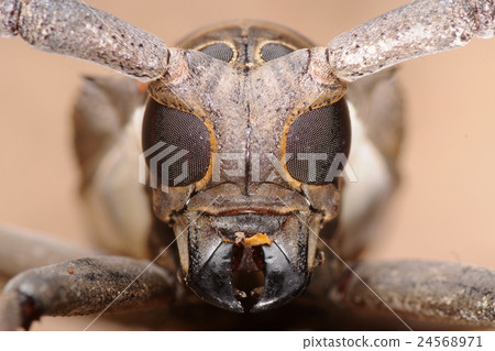 Face of longhorn beetle Face of longhorn beetle 24568971