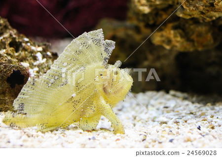 Leaf Scorpionfish. Leaf Scorpionfish. 24569028