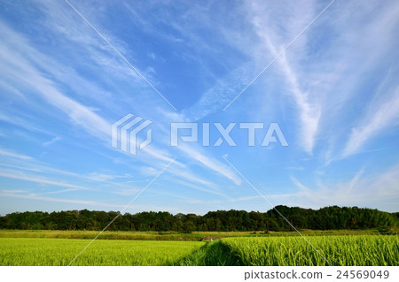 Season of fruits and sky of autumn 24569049