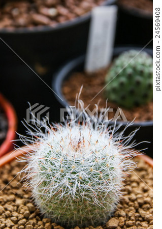 Mammillaria Hahniana "Old Lady", Cactus Mammillaria Hahniana "Old Lady", Cactus 24569408