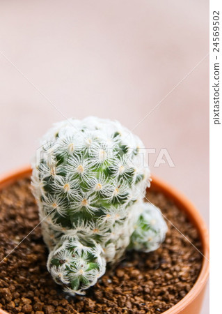 Mammillaria Duwei, Cactus Mammillaria Duwei, Cactus 24569502