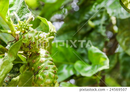 Great morinda, Indian mulberry, Noni, Fruit 24569507
