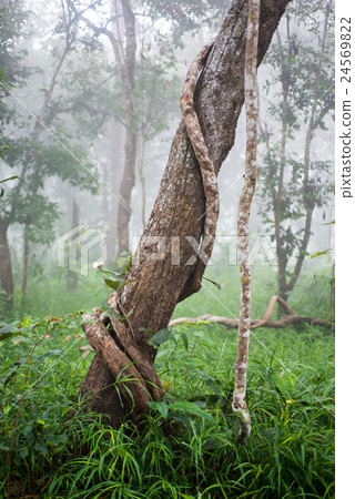 Big Liana Covered the Big Tree 24569822