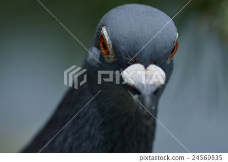 鴿子特寫鏡頭 24569835