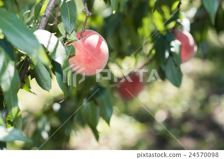 A textured real peach A textured real peach 24570098
