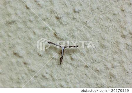 Ezogikutoriba Ezogikutoriba 24570329