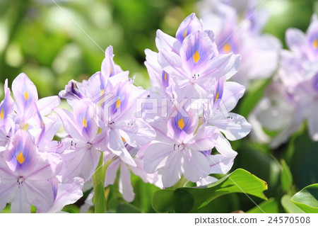 水葫蘆花 水葫蘆花 24570508