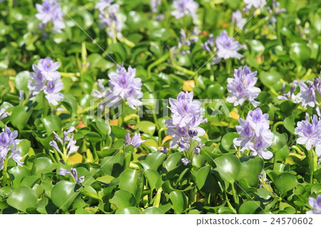 Water hyacinth flowers 24570602