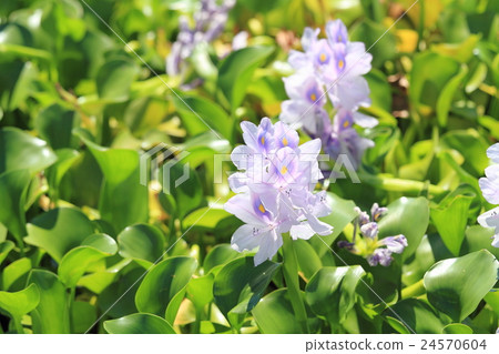 水葫蘆花 水葫蘆花 24570604