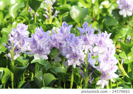 水葫蘆花 24570681