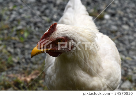 Chicken Chicken 24570830