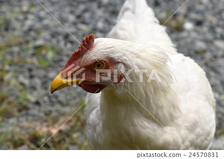 雞 24570831