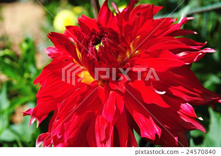 Pretty Dahlia 1 Pretty Dahlia 1 24570840