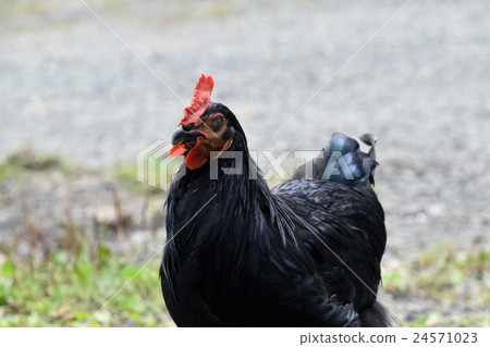 Chicken Chicken 24571023