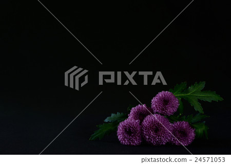 紫色菊花花黑色後面 24571053