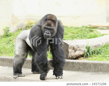大猩猩 24571206