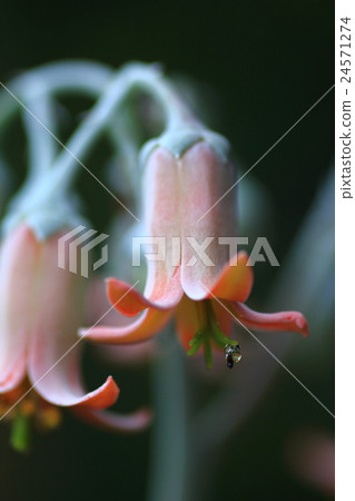 在多汁植物中的小昆蟲 24571274