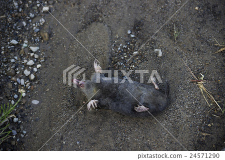 dead mole (Talpa europaea) dead mole (Talpa europaea) 24571290