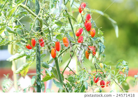 Fruit of tomato 24571418