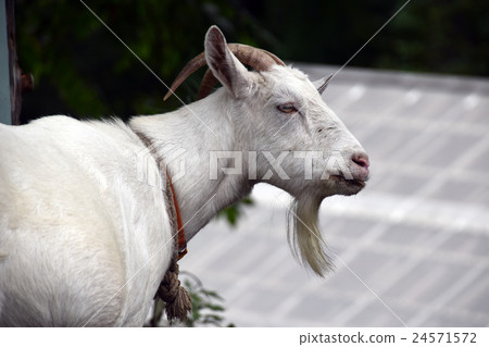 Mr. White Goat 24571572