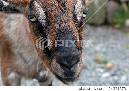 Mr. Goat 24571573
