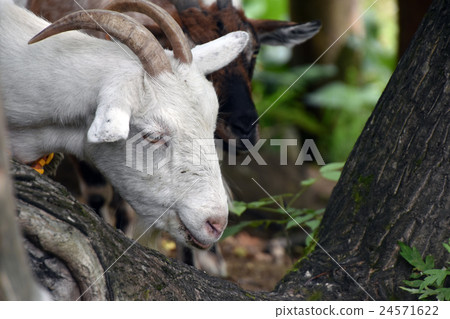 Two goats 24571622