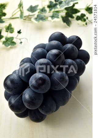 Grape grape (seedless giant peak) Grape grape (seedless giant peak) 24571814