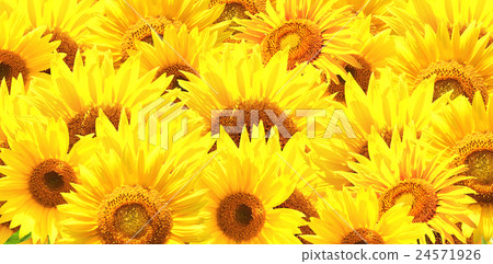 Horizontal background with yellow sunflowers 24571926