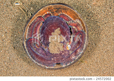 coconut octopus underwater portrait hiding in sand coconut octopus underwater portrait hiding in sand 24572002