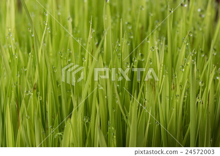 rice plant with rain water drops macro 24572003